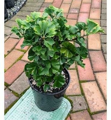 Mariken Ginkgo Tree - image 2