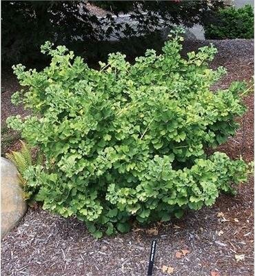 Mariken Ginkgo Tree