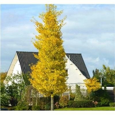 Princeton Sentry Ginkgo