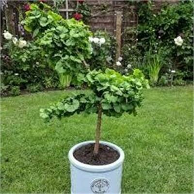 Troll Ginkgo Tree