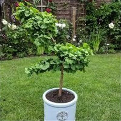 Troll Ginkgo Tree