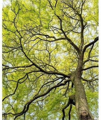 Sunburst Honey Locust