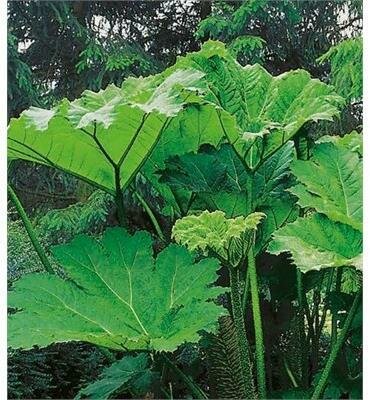 Gunnera - Dinosaur Rhubarb