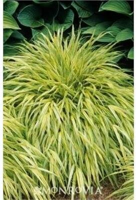 Aureola Japanese Forest Grass - image 2