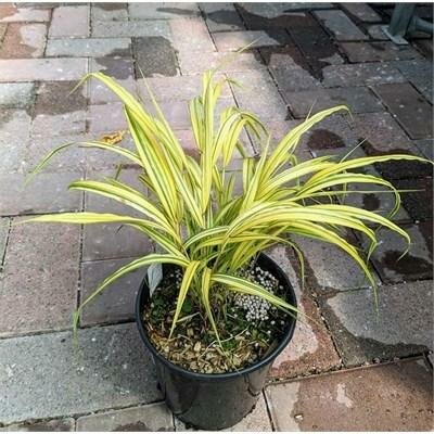 Aureola Japanese Forest Grass - image 1