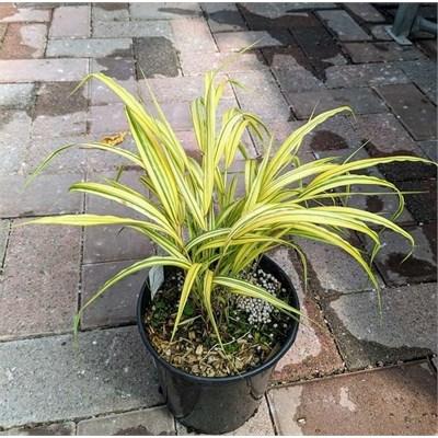 Aureola Japanese Forest Grass