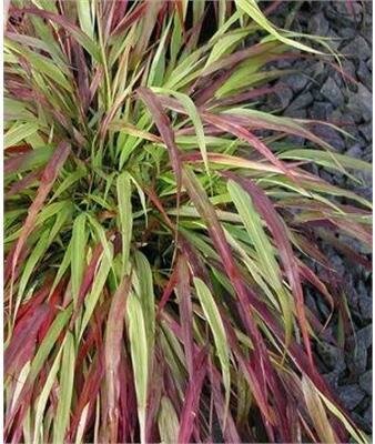 Beni Kaze Japanese Forest Grass