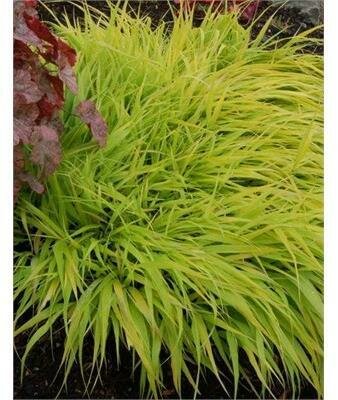 All Gold Japanese Forest Grass