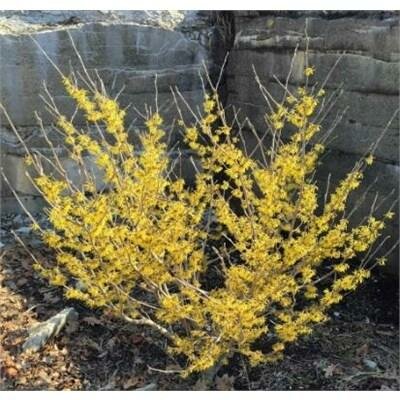 Arnold Promise Witch-Hazel