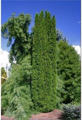 Degroot's Spire Cedar