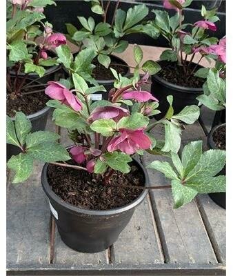 Hellebore (Christmas Rose)