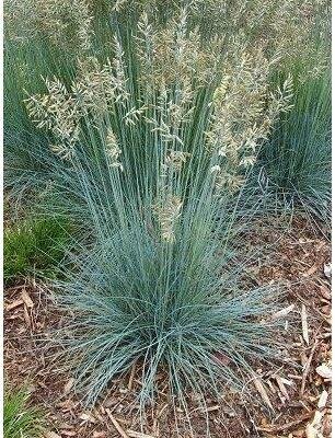 Blue Oat Grass