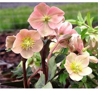 Hellebore (Christmas Rose)