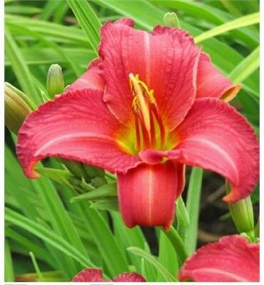 Cherry Stella Daylily