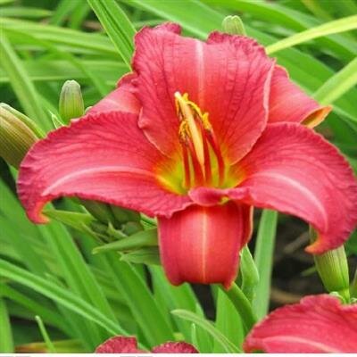 Cherry Stella Daylily - image 2