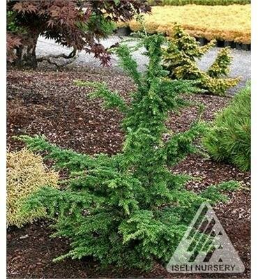 Iron Springs Hemlock