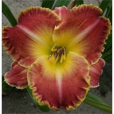 Jekyll Island Daylily