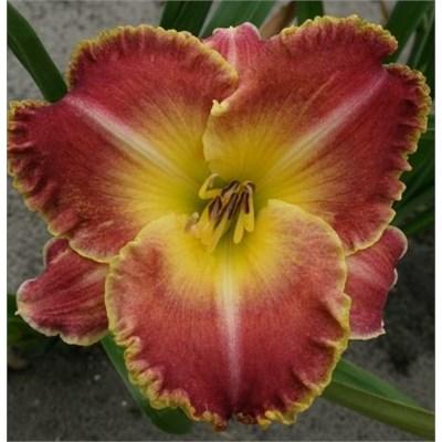 Jekyll Island Daylily