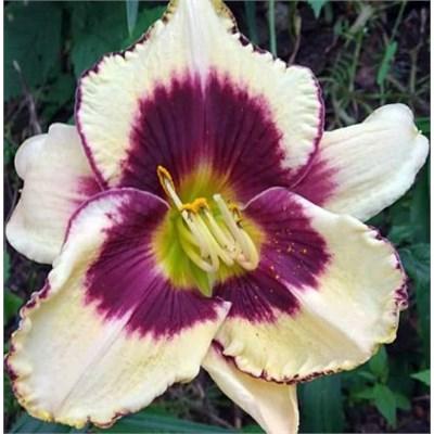 Ossabaw Island Daylily