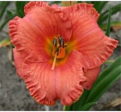St. Simons Island Daylily