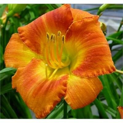 Wassaw Island Daylily