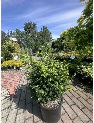 Minikin Japanese Hemlock