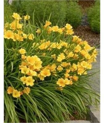 Stella De Oro Daylily