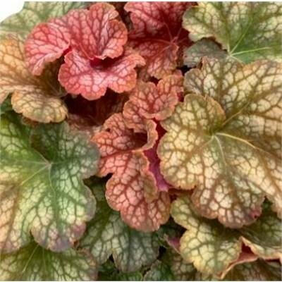 Heucherella Changeling