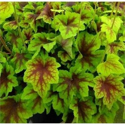 Citrus Shock Heucherella