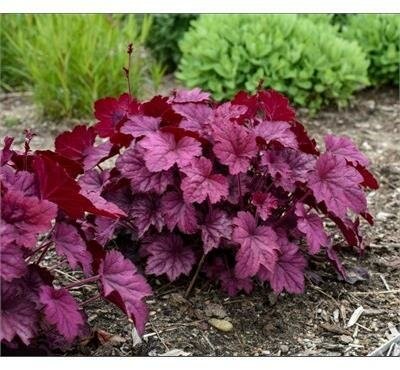 Wild Rose Coral Bells