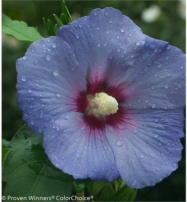 Blue Satin Rose Of Sharon Tree