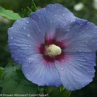 Blue Satin Rose Of Sharon Tree - image 2