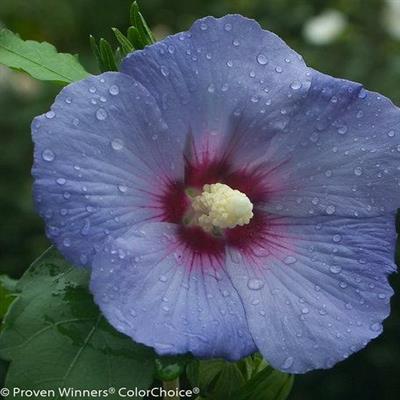 Blue Satin Rose Of Sharon Tree - image 2