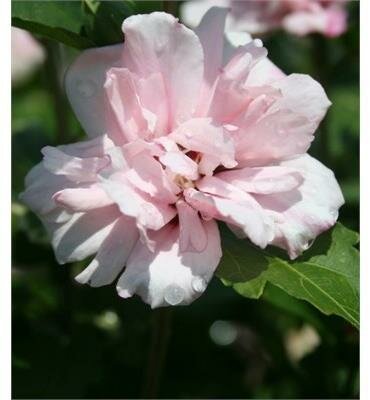 Blushing Bride Hibiscus