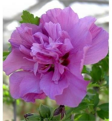 Collie Mullens Hibiscus