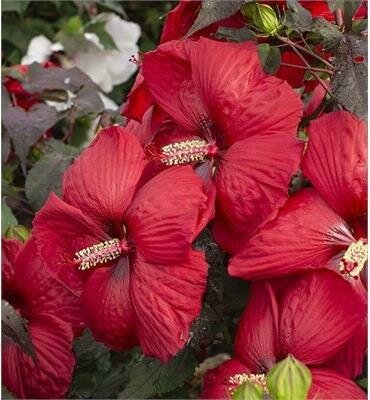 Desire Head over Heels Hardy Hibiscus