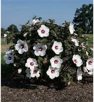 Dream Head over Heels Hardy Hibiscus