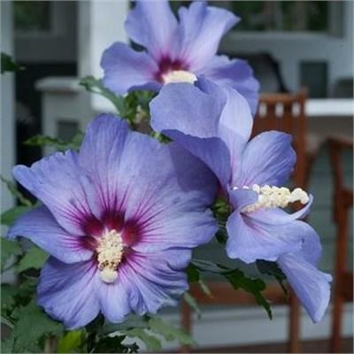 Azurri Blue Satin Hardy Hibiscus Tree