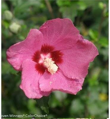 Lil' Kim Red Dwarf Hardy Hibiscus
