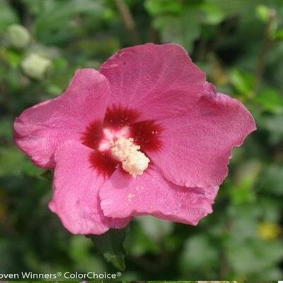 Lil' Kim Red Dwarf Hardy Hibiscus