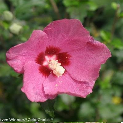 Lil' Kim Red Dwarf Hardy Hibiscus