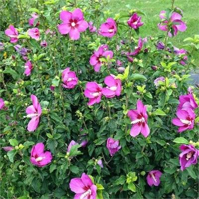 Lil' Kim Violet Dwarf Hardy Hibiscus