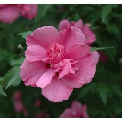 Lucy Hardy Hibiscus