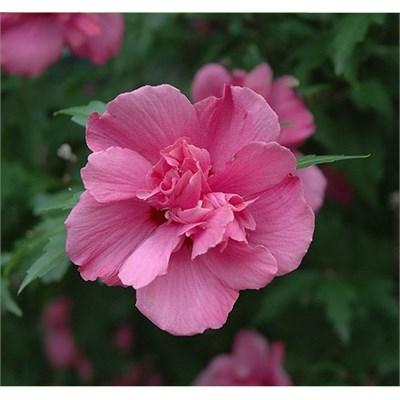 Lucy Hardy Hibiscus