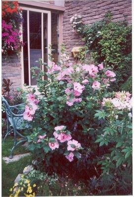 Minerva Hardy Hibiscus Tree (Rose Of Sharon)