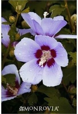 Minerva Hardy Hibiscus Tree (Rose Of Sharon) - image 2