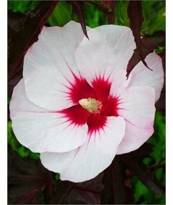 Jolly Heart Carousel Hibiscus