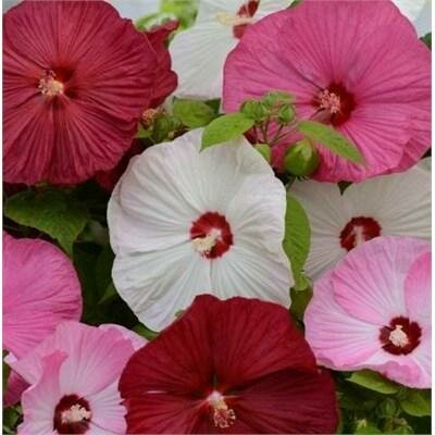 Luna Hardy Hibiscus Assorted