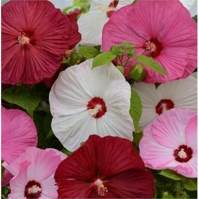 Luna Hardy Hibiscus Assorted