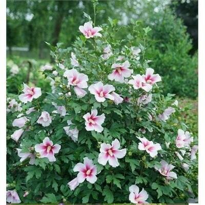 Paraplu Pink Ice Hardy Hibiscus